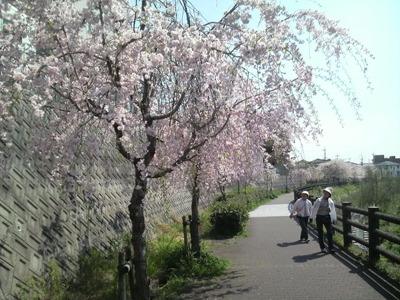 090411SAKURA1.jpg