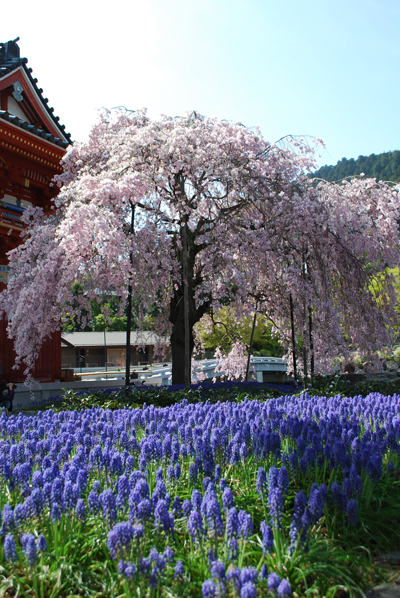 090419sakura.jpg