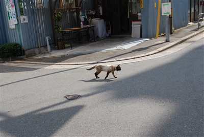 0906074cat.jpg