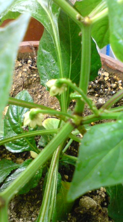 20090603100354.jpg