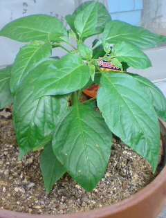 Jolokia2090525.jpg