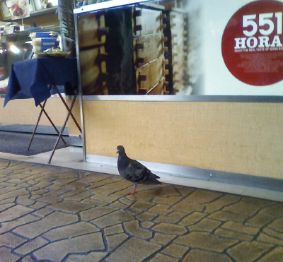 hato.jpg