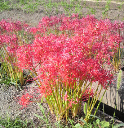 higanbana081002.jpg