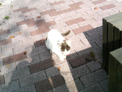 neko.jpg