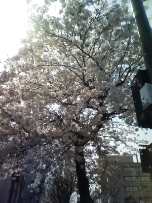 sakura1.jpg